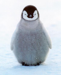 Pingouin dans les champs, été méchant!