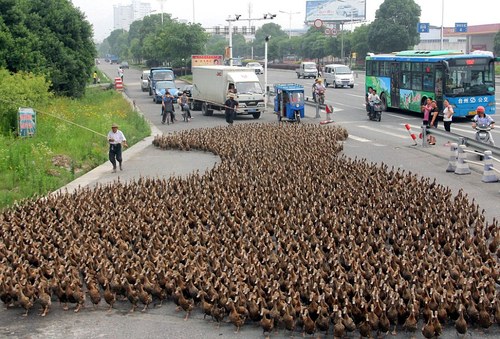 Sinon j’ai des coin-coin mais plein plein!