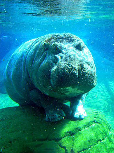 « Maman regarde y’a un festival d’hippopotames »