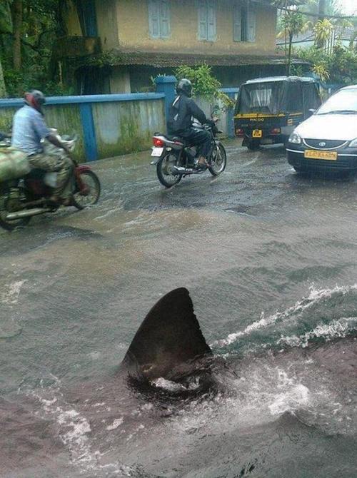 Flooding Sharks, c’est le suivant!