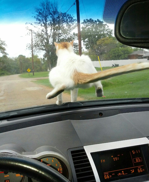 C’est parti mon kiki!