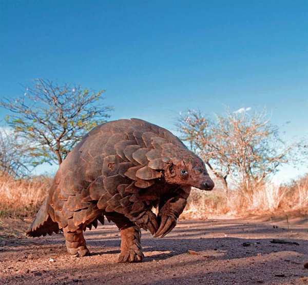 J’vais me réveiller avec un pangolin sur mon épaule