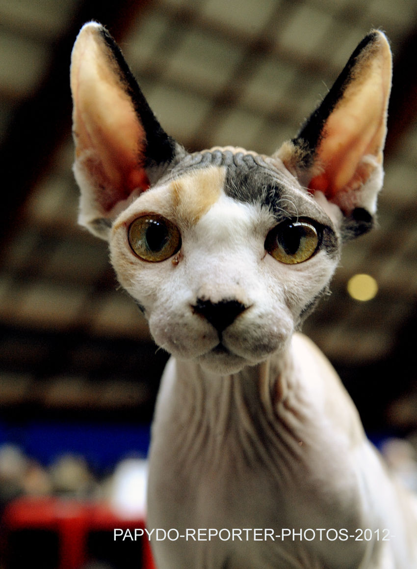 Au salon du chat d’appartement je peux te garantir que c’est pas la même chose.