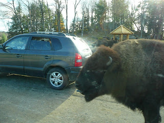 « Cette veste, on dirait un bison qui a la sida »