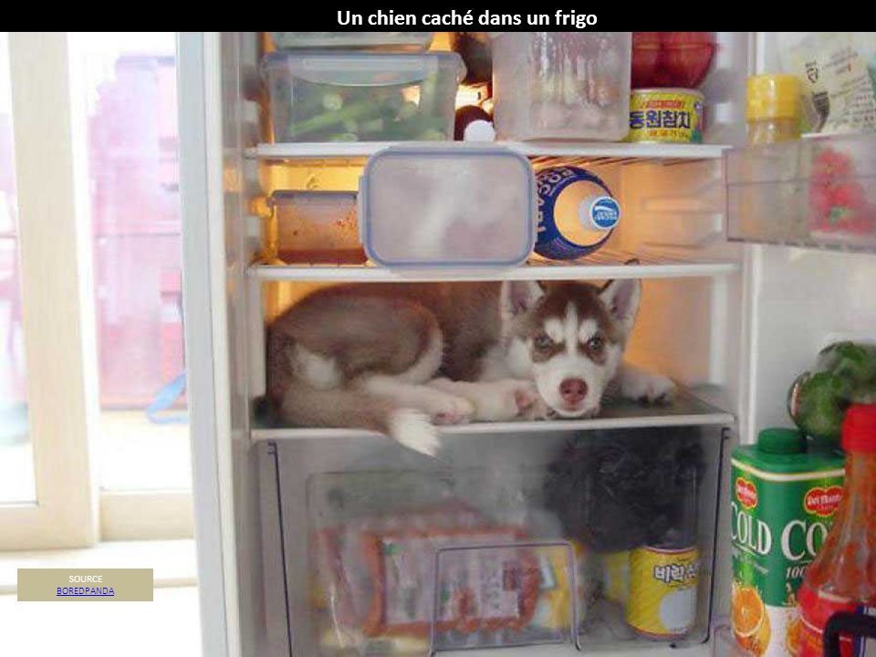 « Quelqu’un sait s’il y a un moyen de garder la lumière du frigo allumée quand la porte est fermée ? Parce que niveau température je suis bien mais c’est un peu sombre. »