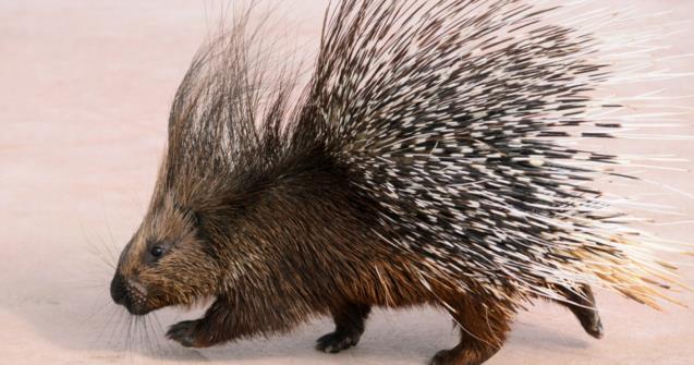 C’est même plus une undercut, c’est un porc-épic que j’ai sur la tête