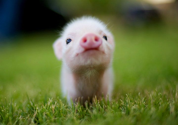 Un Bebe Cochon Mignon Pour Vous Dire Bonjour Ce Main Radio Beton 93 6