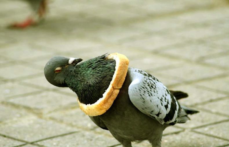  » peut-être que les pigeons ils nous prennent pour des arbres à pain.. »