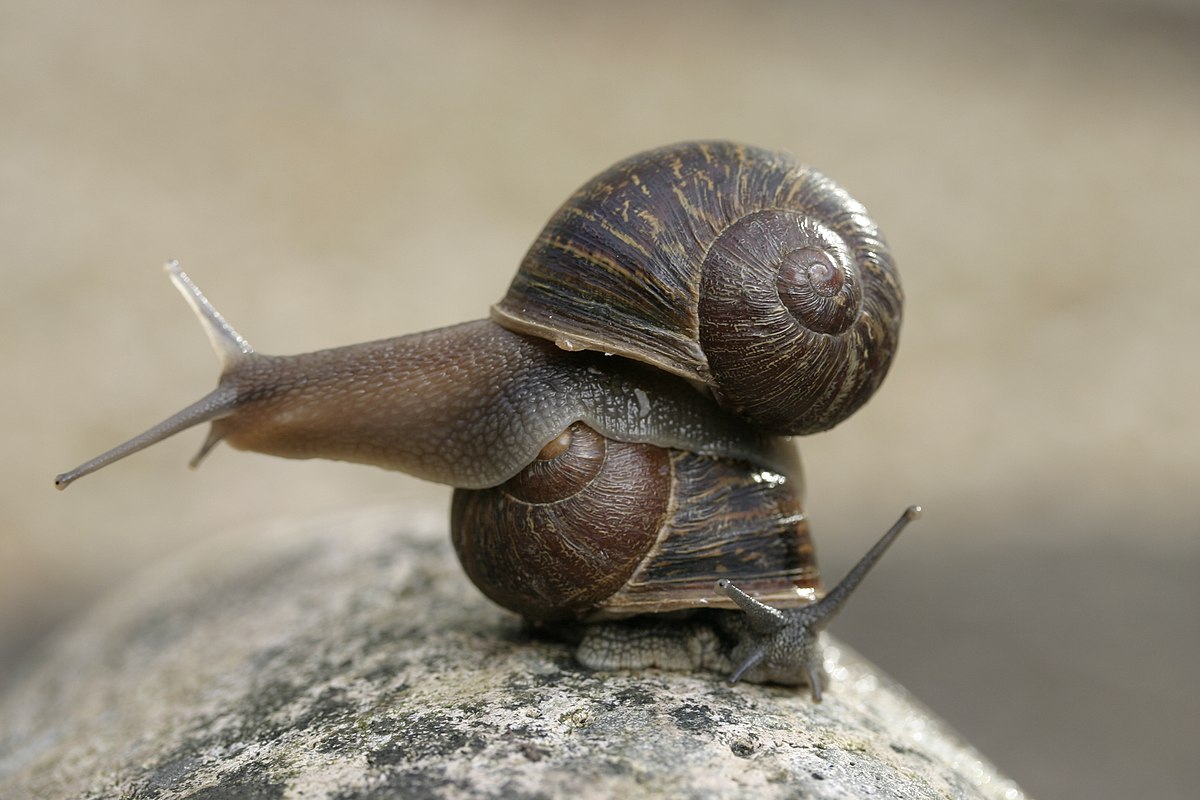 « Vous en pensez quoi de la vie sexuelle des escargots ? Moi je  pense qu’ils en bavent »