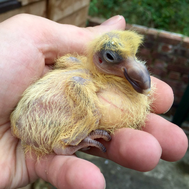 Les Bebes Pigeons Tu Trouves Pas Qu Ils Ressemblent A Agnes Varda Radio Beton 93 6